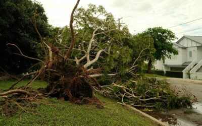Tree Damage and Texas Homeowners Insurance: What Is Covered, Whose Tree Pays, and What Removal Costs